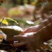 Cueillette des champignons : Attention, danger !