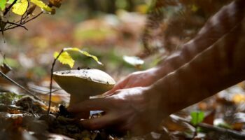 Cueillette des champignons : Attention, danger !