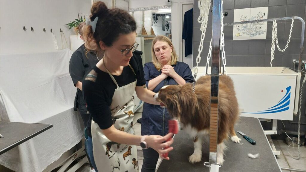 Démêlage, bain, brushing… à Étampes, participer au toilettage de son chien fait baisser la facture