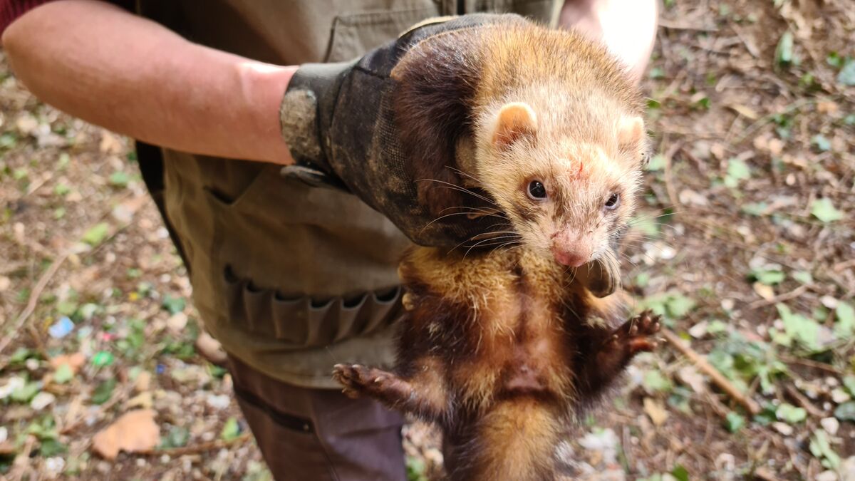 Des furets pour chasser des rats : Marseille renouvelle son partenariat pour se débarrasser des rongeurs