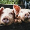 Des scientifiques réaniment avec succès le cerveau d'un porc près d'une heure après sa mort grâce à son foie