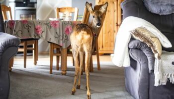 Drollige Wohngemeinschaft: "Ich bin seine Mama": Seit zwei Jahren wohnt Reh Timmi bei Landwirtin im Haus