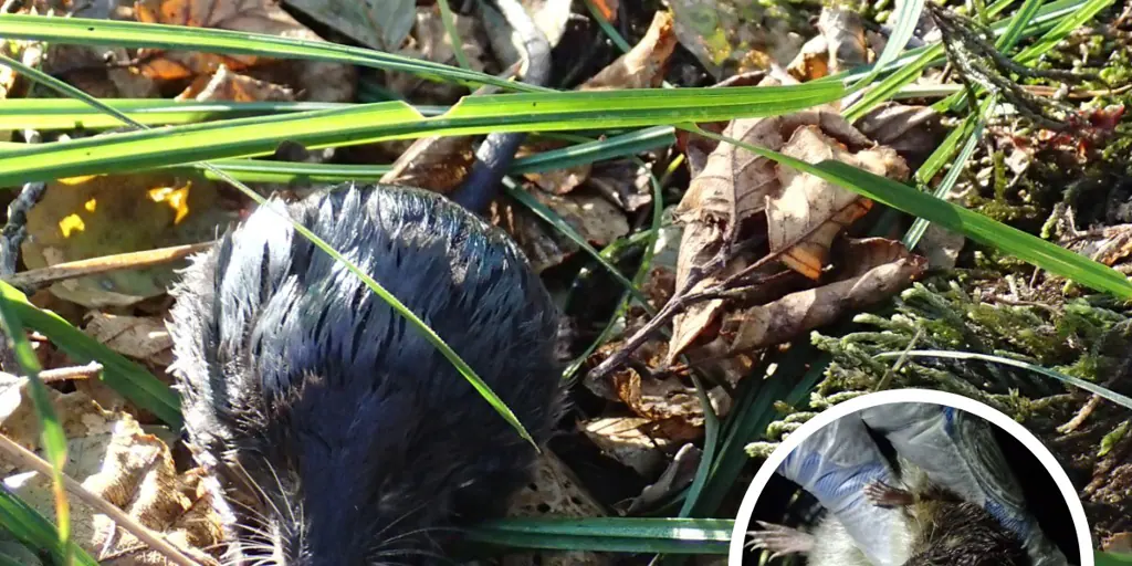 El pequeño topo de agua ibérico más amenazado que el lince: «La situación es dramática»