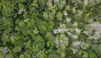 En Guyane, des dépérissements soudains d’arbres inquiètent les scientifiques