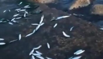 Este es el extraño fenómeno de un banco de sardinas en Málaga que sorprendió a unos pescadores: «Esto no es nada bueno»