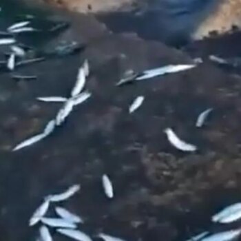 Este es el extraño fenómeno de un banco de sardinas en Málaga que sorprendió a unos pescadores: «Esto no es nada bueno»