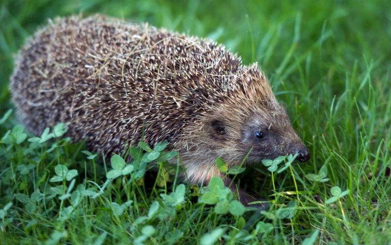 Europe: Le hérisson est "quasi-menacé" d'extinction