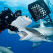 Fearless diver pictured up close and personal hand-feeding 'shy' hammerhead sharks