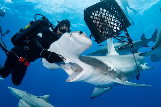 Fearless diver pictured up close and personal hand-feeding 'shy' hammerhead sharks