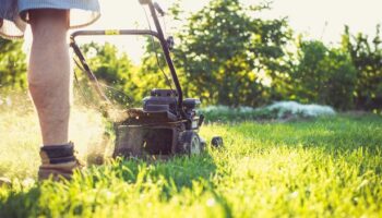 Gardeners urged to feed lawns one natural ingredient to keep them lush through October