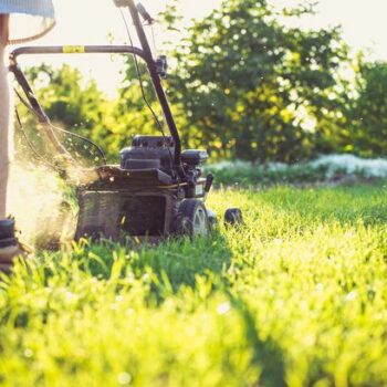 Gardeners urged to feed lawns one natural ingredient to keep them lush through October