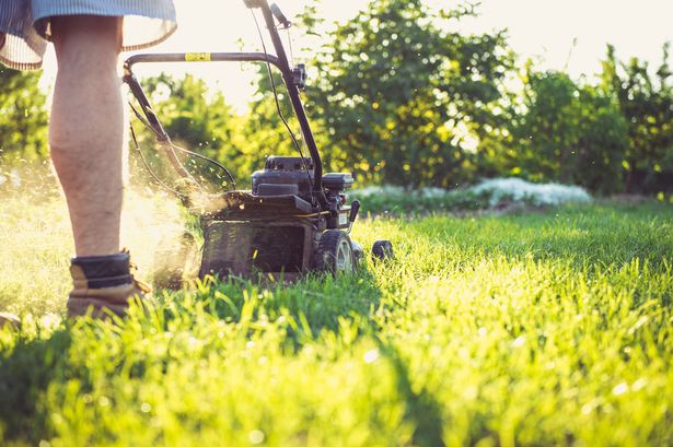 Gardeners urged to feed lawns one natural ingredient to keep them lush through October