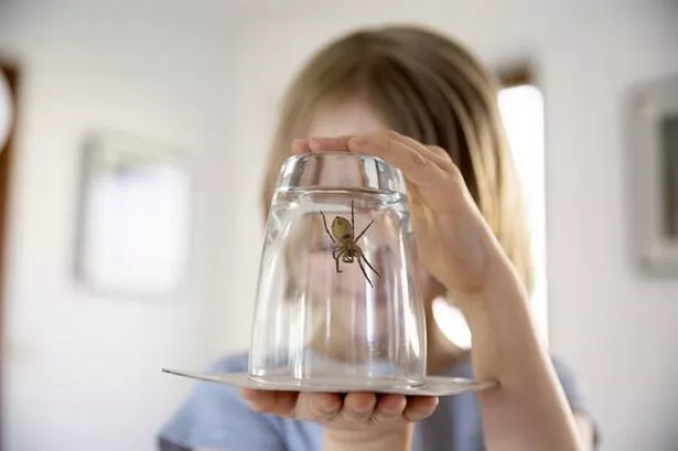 'Genius' 16p hack will help you detect spiders invading your home this mating season