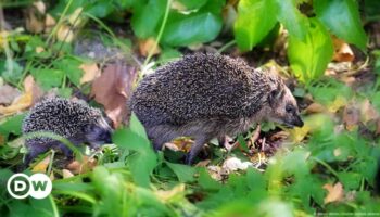 Hedgehogs being decimated by human behavior: report