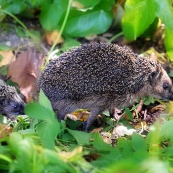 Hedgehogs being decimated by human behavior: report