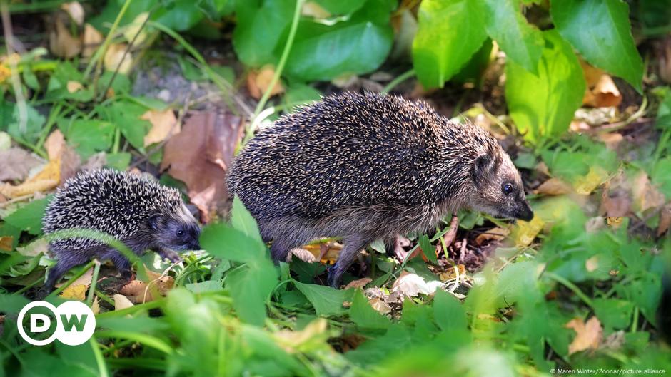 Hedgehogs being decimated by human behavior: report