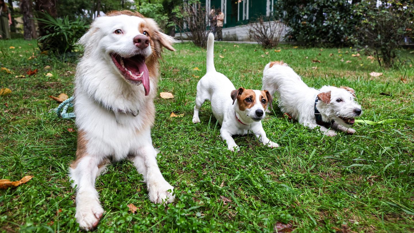 Hundetrainerin im Video: Freude oder Quälerei? Wie Sie Körpersprache von Hunden richtig erkennen