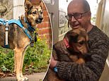 I'd think carefully before getting another rescue dog like Sophie from Romania, but she's taught me so much: RORY CELLAN-JONES reveals what happened next