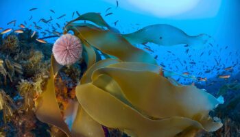 « Il pleut des poissons ! » : des scientifiques veulent protéger une montagne sous-marine dans l’Atlantique