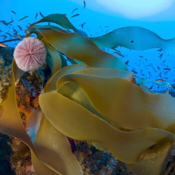 « Il pleut des poissons ! » : des scientifiques veulent protéger une montagne sous-marine dans l’Atlantique