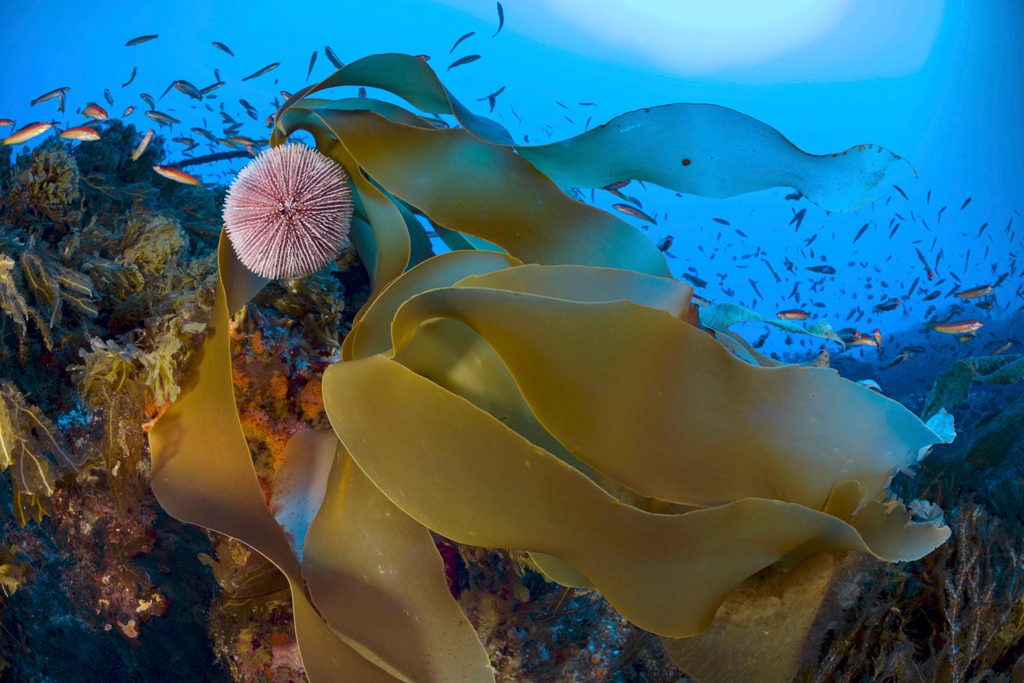 « Il pleut des poissons ! » : des scientifiques veulent protéger une montagne sous-marine dans l’Atlantique