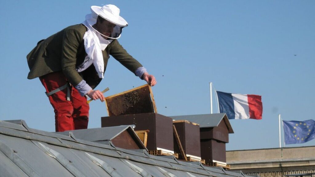 « Il y a trop de ruches à Paris » : pourquoi les abeilles domestiques menacent la biodiversité en ville