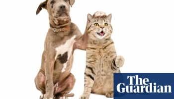 Introduce cats and dogs gradually to prevent fighting, study finds