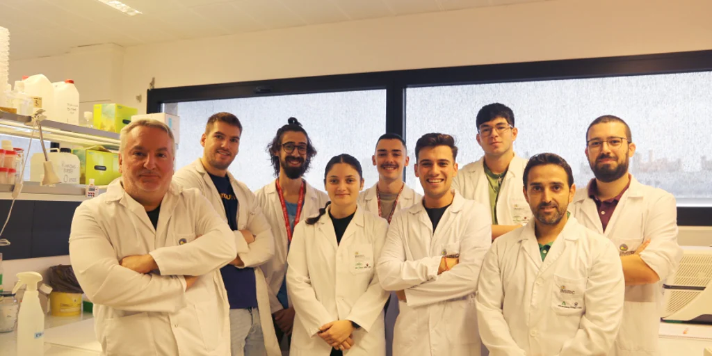 La Universidad de Córdoba (UCO) prueba el ajo negro fermentado para el cáncer de próstata