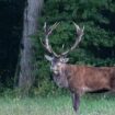 « La destruction d’une espèce » : trois grands cerfs d’exception abattus  en forêt de Compiègne