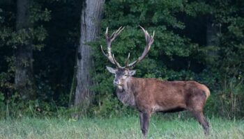 « La destruction d’une espèce » : trois grands cerfs d’exception abattus  en forêt de Compiègne