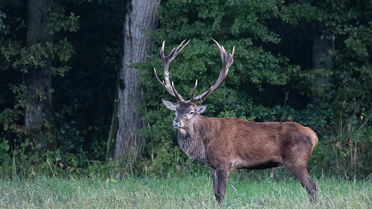 « La destruction d’une espèce » : trois grands cerfs d’exception abattus  en forêt de Compiègne