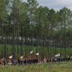 La manifestation contre la LGV du Sud-Ouest a réuni près de mille personnes ; une enquête ouverte après des « tirs en direction de l’hélicoptère de la gendarmerie »