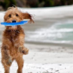 La presencia de perros en las playas de San Sebastián suscita quejas entre la población: «Te llenan de babas y los dueños de charla»