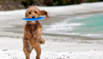 La presencia de perros en las playas de San Sebastián suscita quejas entre la población: «Te llenan de babas y los dueños de charla»