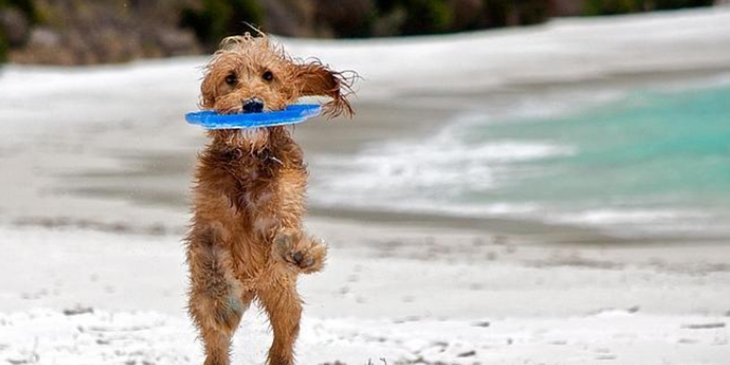 La presencia de perros en las playas de San Sebastián suscita quejas entre la población: «Te llenan de babas y los dueños de charla»