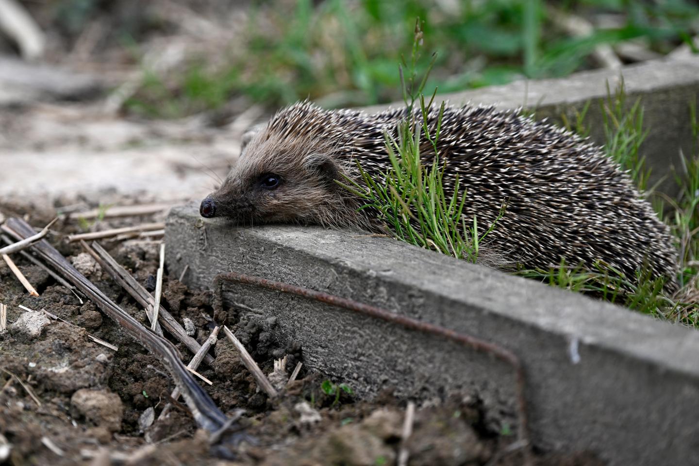 Le hérisson désormais « quasi menacé » d’extinction