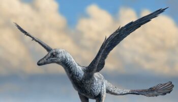 Le minuscule dinosaure très rapide avait des ailes