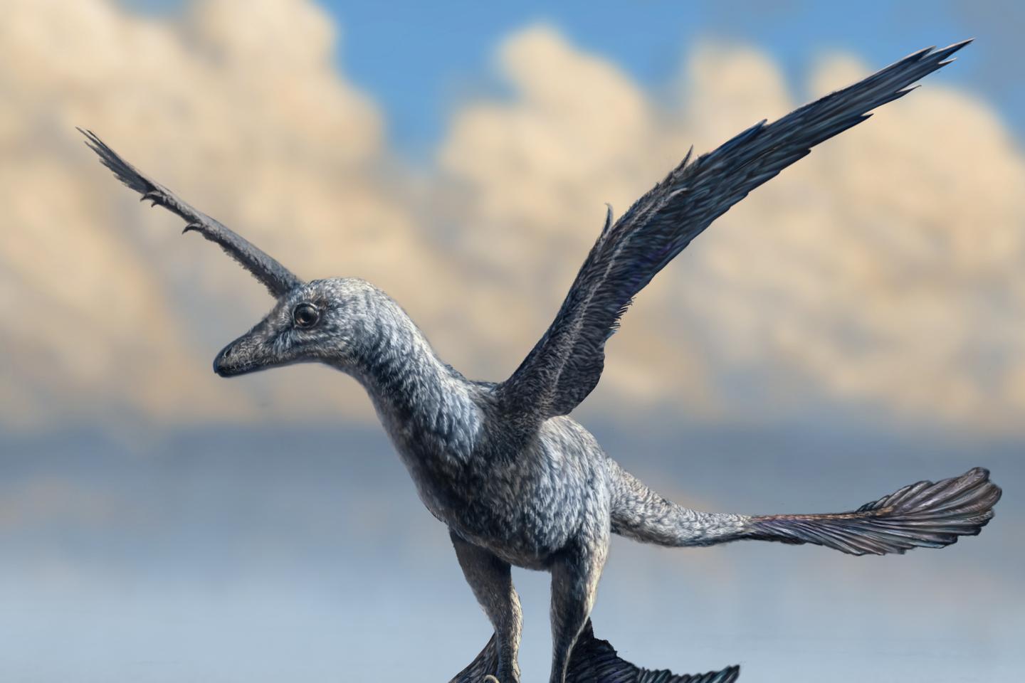 Le minuscule dinosaure très rapide avait des ailes