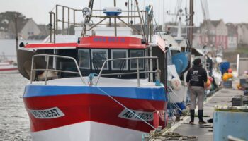 Le nombre de dauphins trouvés morts dans les filets a été divisé par quatre après le mois sans pêche dans le golfe de Gascogne