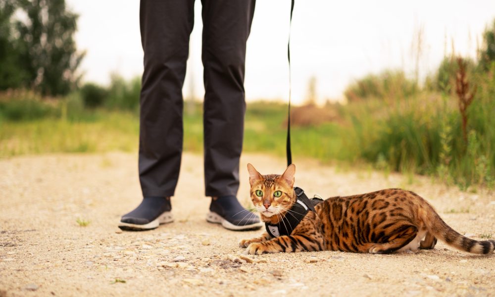 Le premier chat d’aveugle abandonne son maître dès la première sortie