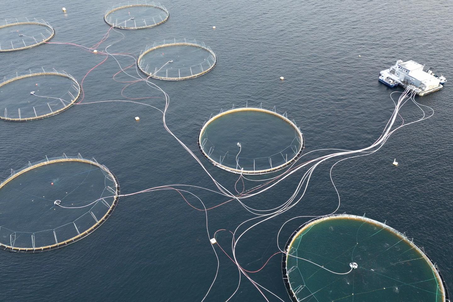 L’élevage intensif de saumon, une « bombe écologique et sociale » en huit chiffres