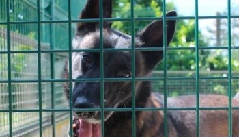 Les Pavillons-sous-Bois : le maître du malinois Mabrouk écope de deux ans de prison pour actes de cruauté