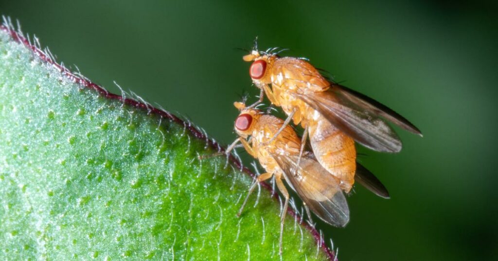 «Les effets se font déjà ressentir en agriculture» : des chercheurs évaluent l’impact de plus de 1000 molécules chimiques sur les insectes