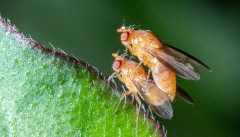 «Les effets se font déjà ressentir en agriculture» : des chercheurs évaluent l’impact de plus de 1000 molécules chimiques sur les insectes