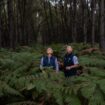 Les mystères de la forêt du Ciron, une hêtraie millénaire et menacée