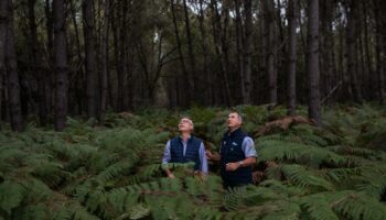 Les mystères de la forêt du Ciron, une hêtraie millénaire et menacée