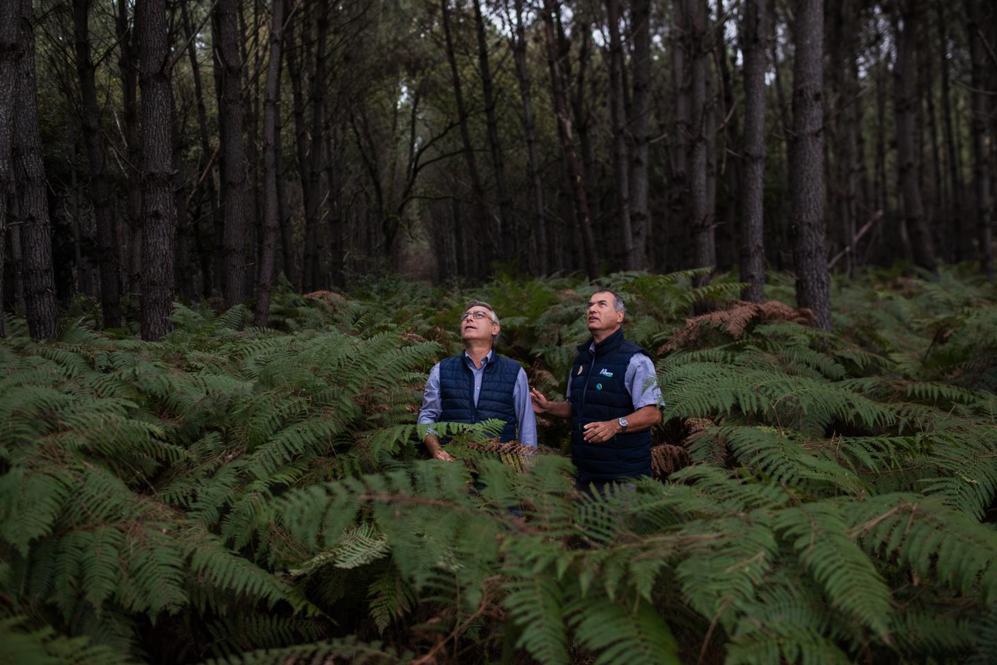 Les mystères de la forêt du Ciron, une hêtraie millénaire et menacée