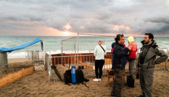 Les tortues caouannes de plus en plus présentes sur les plages du sud de la France