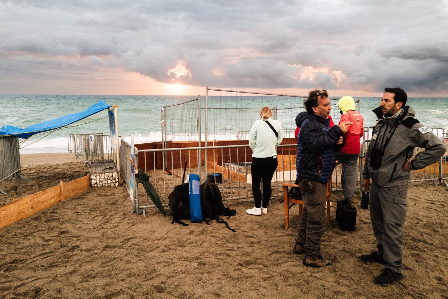 Les tortues caouannes de plus en plus présentes sur les plages du sud de la France