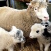 Loire-Atlantique : une jeune agricultrice se fait voler 13 moutons après l’ouverture de sa ferme